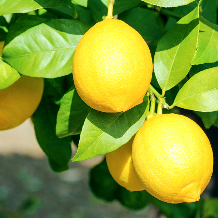 伊豆レモンサイダー - サイダー - 商品情報 - 木村飲料株式会社