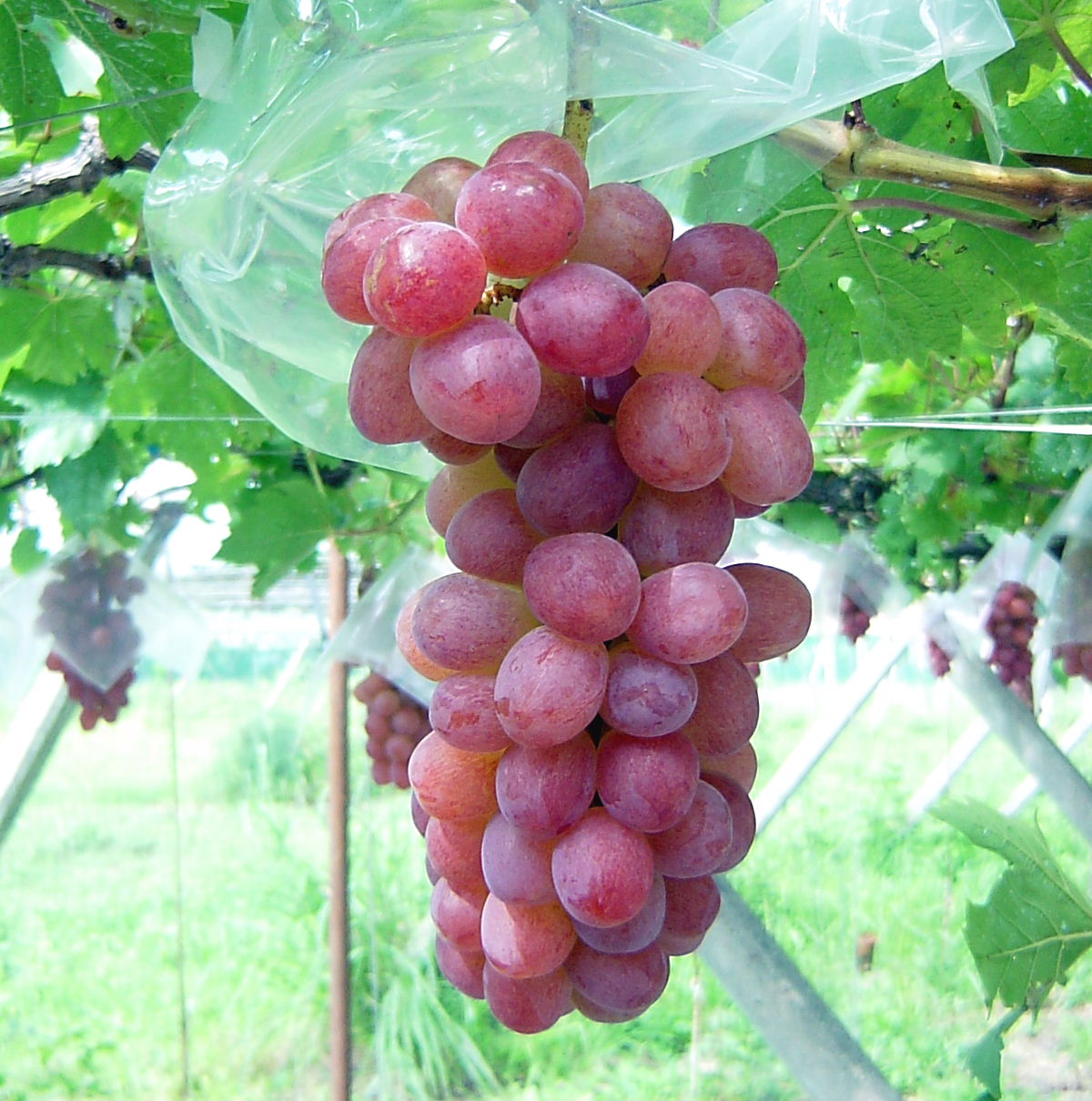 甲斐路 2kg入れ家庭用 さくらんぼ狩り、桃狩りなら山梨県南アルプス市