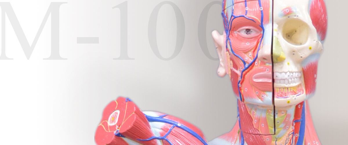 人体解剖模型 M-100型 | 京都科学