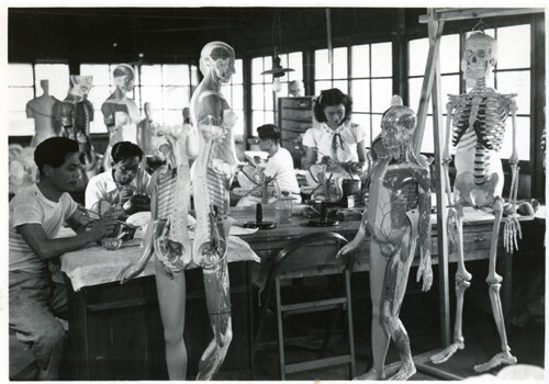 人体解剖模型 M-100型 | 京都科学