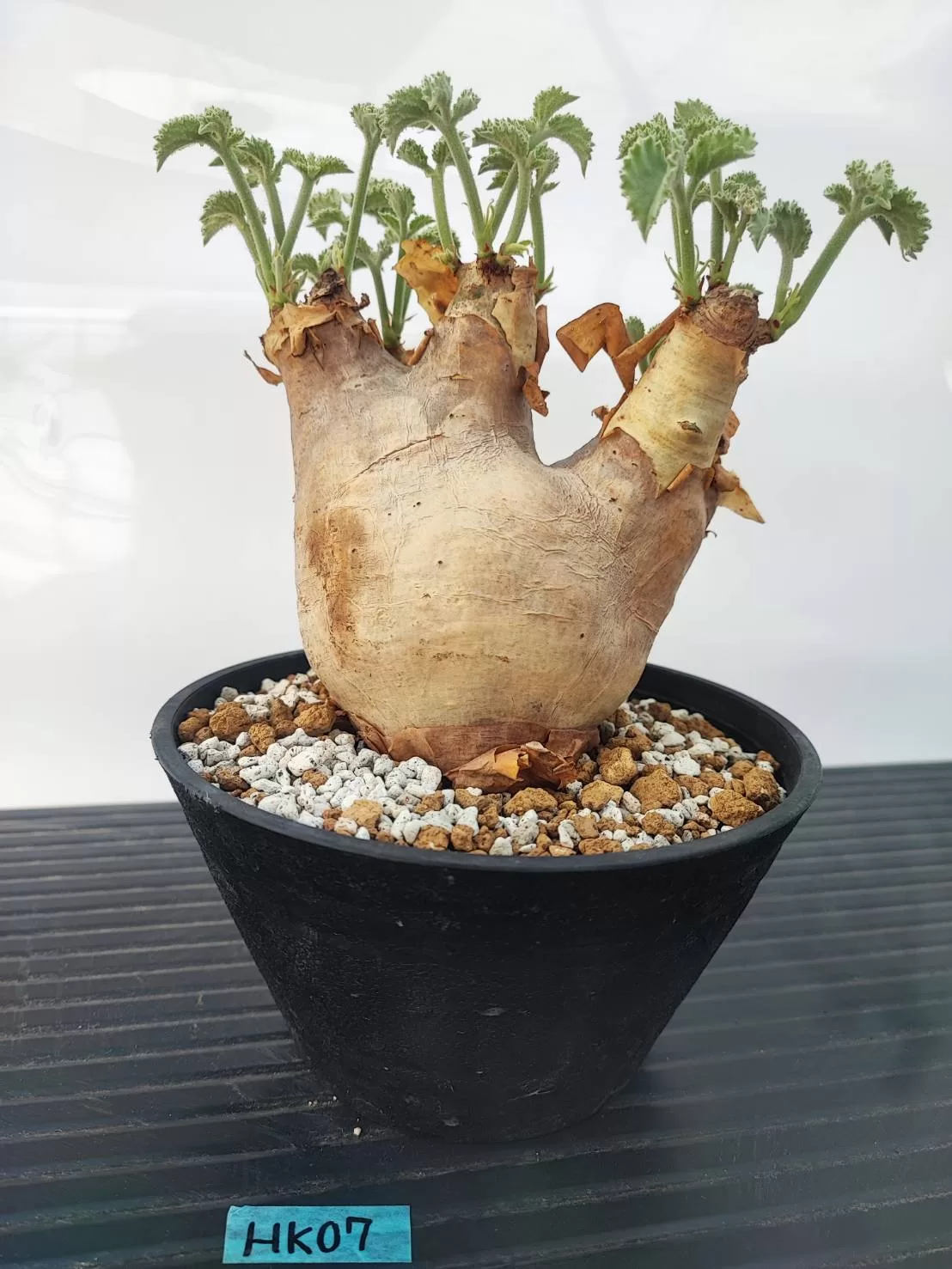 塊根植物専門『ハコネコオークション』開催中！！ – HakoNeko_Plants