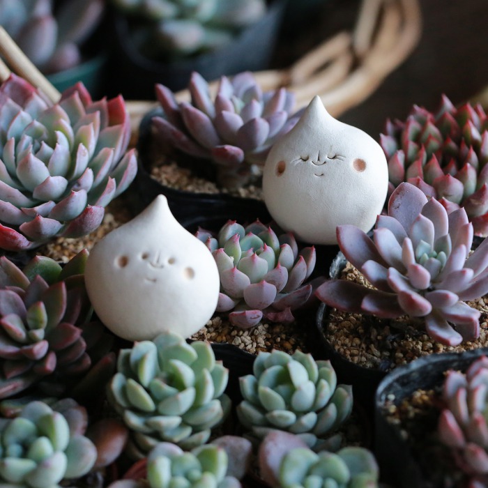 自分で植える】クリスマスリースが作れる多肉植物セット（東京発送