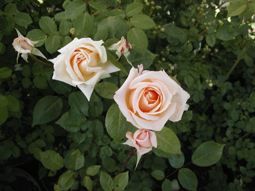 オールドローズ四季咲き大苗 香紛蓮 コウフンレン スヴィニールデリー