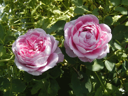 オールドローズ四季咲き強香大苗 ヴィックス カプリス バラ苗販売