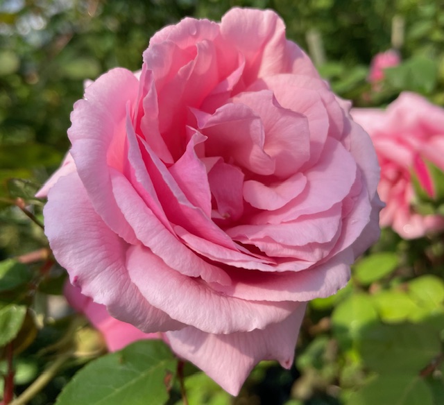 オールドローズ半つる強香バラ大苗 マーサ Herb&Rose バラ苗販売 商品