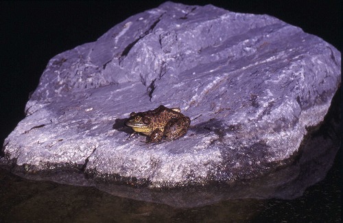 ウシガエル：カエルの鳴き声図鑑