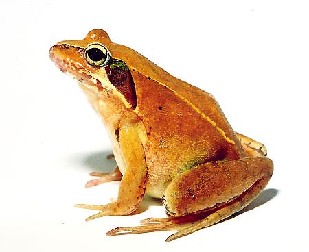 ニホンアカガエル：カエルの鳴き声図鑑