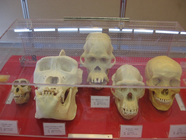 ニホンザルのことを知ろう｜オフィシャルブログ｜東山動植物園