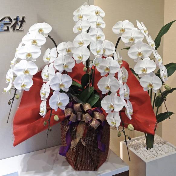 お取り寄せ オリジナルフラワー 胡蝶蘭 白 5本立ち｜花キューピット