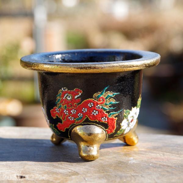 山野草の石田精華園 / 富貴蘭錦鉢