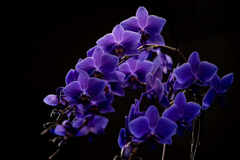 青色コチョウラン「Blue Gene®」発売に関するプレスリリースを配信しま