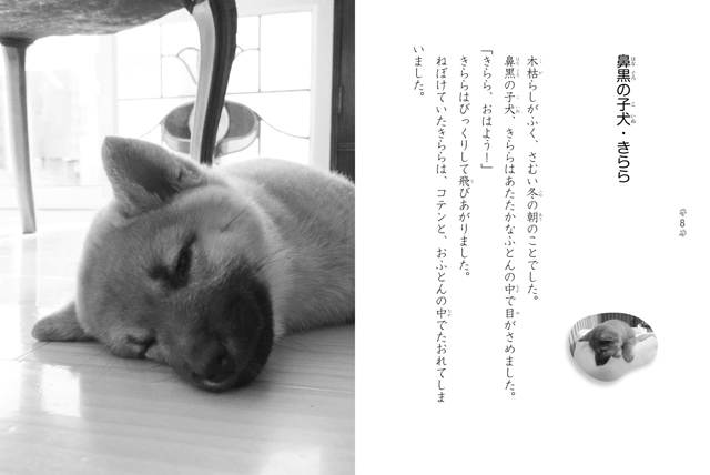 17年10月の新刊☆ねだんのつかない子犬・きららのいのち - 株式会社