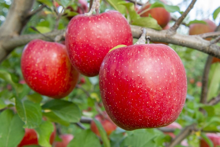 りんご 最高級品 ぐんま名月 チャンピオンりんご 糖度15度前後 贈答用 約