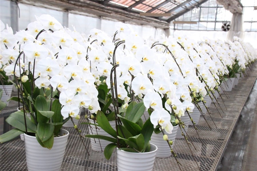 超貴重！大輪・黄色・胡蝶蘭_3本立: JA全農かながわ|【JAタウン