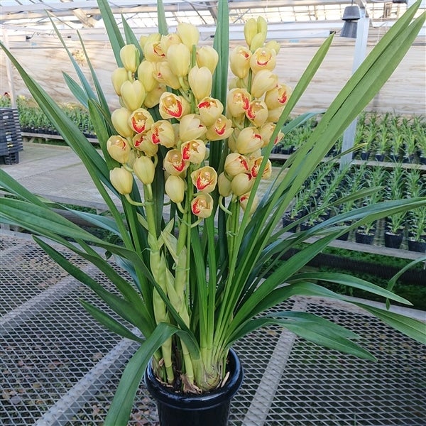 週末特価！2鉢価格！シンビジウム　苗　苗木　4本立ち　洋ラン　蘭　三つ星 週末特価！2鉢価格！シンビジウム 苗 苗木 4本立ち 洋ラン 蘭 三つ星