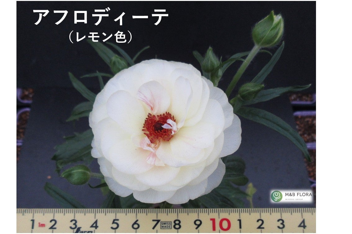 ラナンキュラス ラックスシリーズ【アフロディーテ】5号鉢（促成栽培