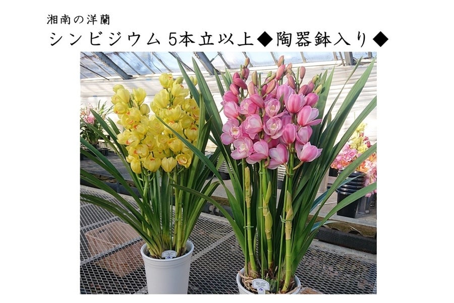 大特価！2鉢価格！シンビジウム　苗　苗木　4本立ち　洋ラン　蘭　三つ星 週末特価！2鉢価格！シンビジウム 苗 苗木 4本立ち 洋ラン 蘭 三つ星