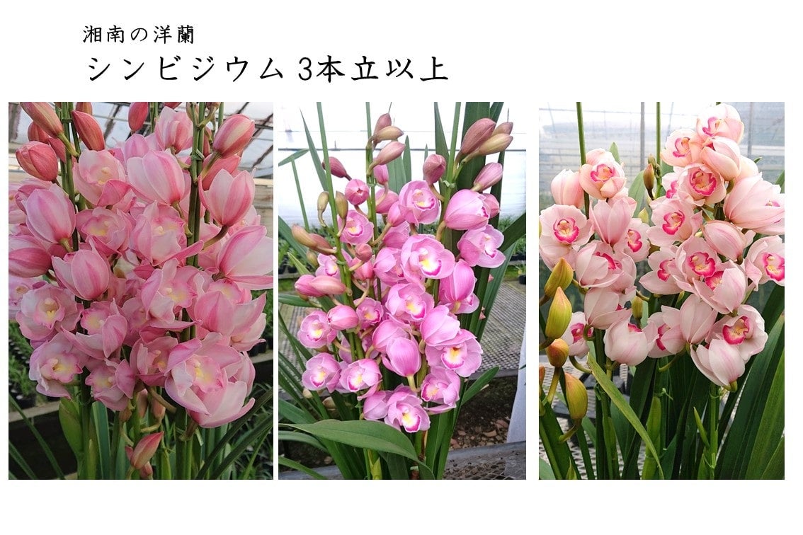 グ*チ様 蘭　育成用株　5つ　シンビジューム　バンダ　オンシジューム シンビジューム グリーン系 6号 3本立｜洋蘭04-PA | ギフト,胡蝶蘭・洋