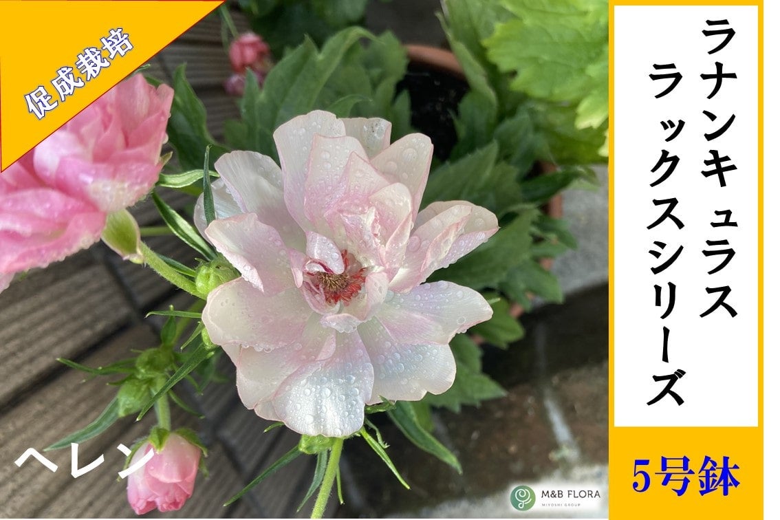 ラナンキュラス ラックスシリーズ【ヘレン】5号鉢（促成栽培）: JA