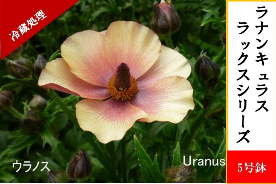 ラナンキュラス ラックスシリーズ【ウラノス】5号鉢（冷蔵処理）: JA