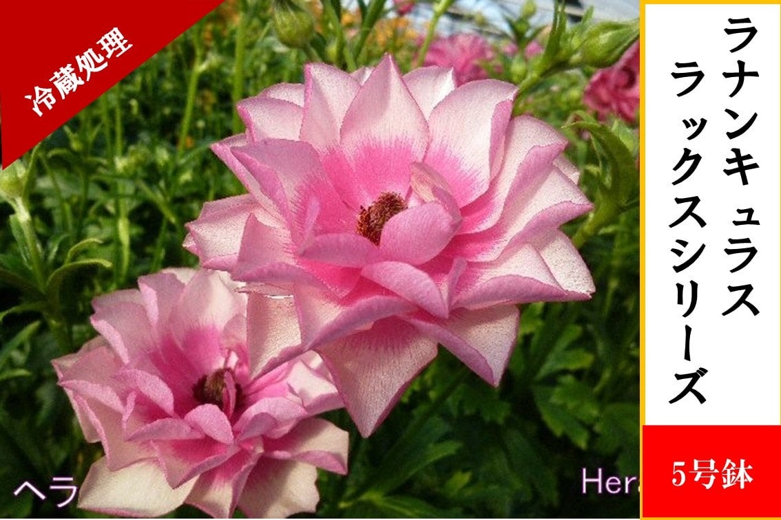ラナンキュラス ラックスシリーズ【ヘスティア】5号鉢（冷蔵処理