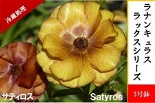 ラナンキュラス ラックスシリーズ【サティロス】5号鉢（冷蔵処理