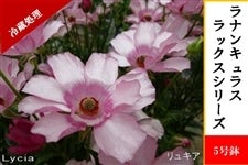ラナンキュラス ラックスシリーズ【リュキア】5号鉢（冷蔵処理）: JA
