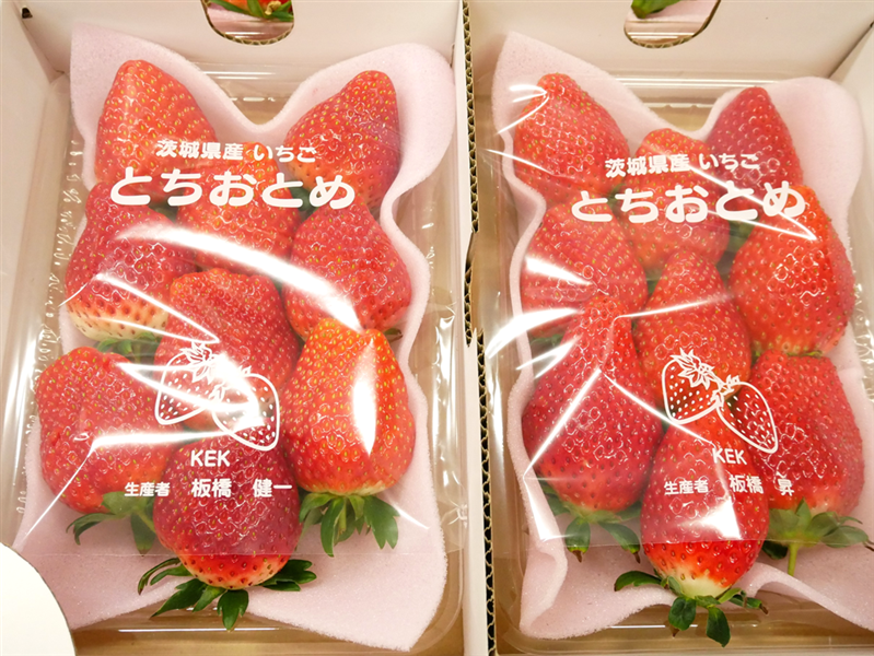 朝採り完熟いちご『とちおとめ』4パック入り 茨城県産: いいもの