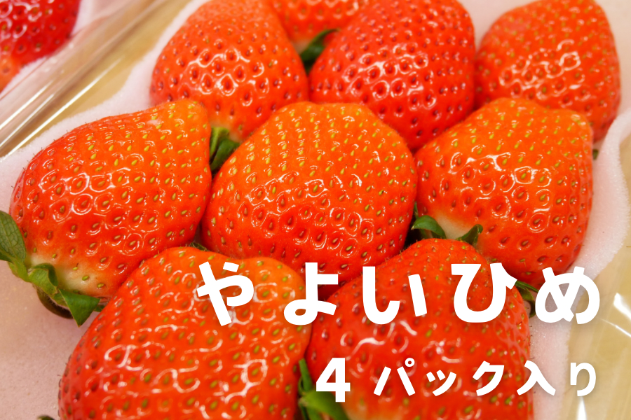 朝採り完熟いちご『やよいひめ』4パック入り 茨城県産: いいもの