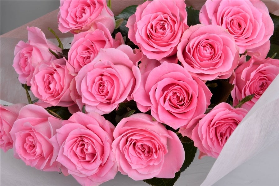 バラの花束 （ピンク/12本入り） 栃木県産: とちぎ新鮮倉庫|【JA