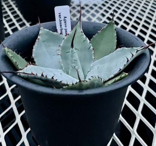埼玉県産 多肉植物 アガベ（パリー・ホーチエンシス）: 埼玉・暮らしの