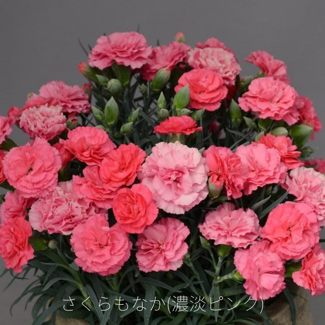 母の日」埼玉県産カーネーション 7号鉢 （ピンク系）: 埼玉・暮らしの