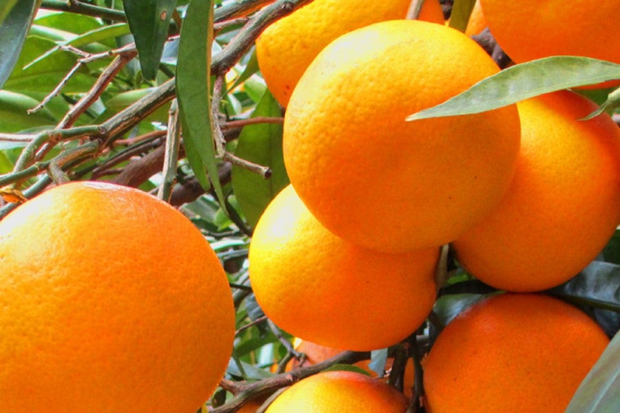 若宮さんちの淡路島なるとオレンジ（約5㎏）: あつめて、兵庫。|【JA