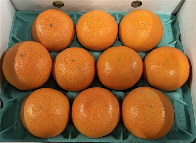 天草（あまくさ）」（化粧箱・優以上Lサイズ10玉） 愛媛県産 ＊随時