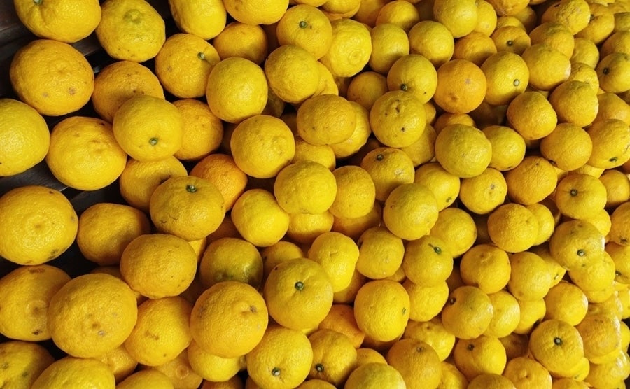 上20kg＞「柚子」約20kg（上M・約10kg×2箱） JAひがし