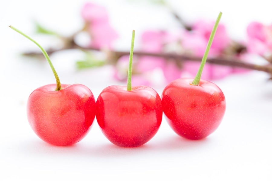 佐藤錦 さくらんぼ 2/16以降に順次発送: とさのさとアグリコレット