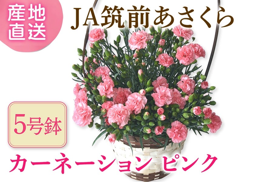 母の日】◎JA筑前あさくら カーネーション『ピンク』5号鉢 ※5/8~5/9