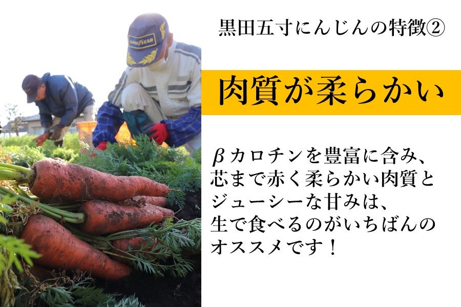 約10kg〉（B）黒田五寸にんじん ～甘みがありやわらかく・水分が多い