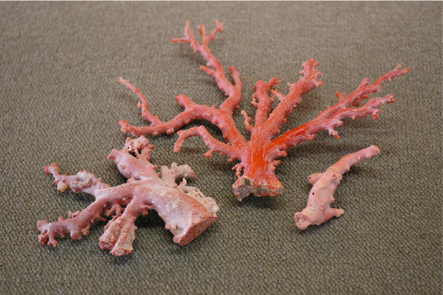 宝石珊瑚について | 日本珊瑚商工協同組合