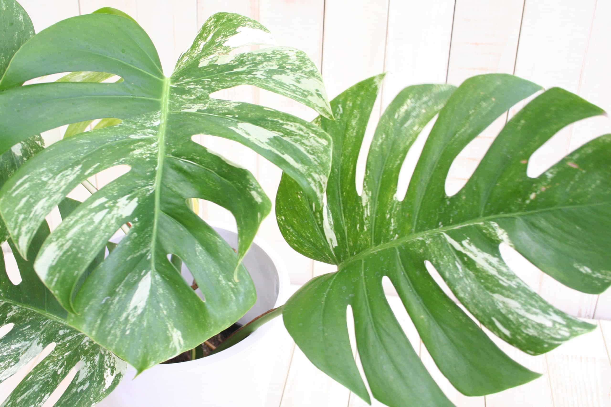 希少！】観葉植物 斑入りモンステラ-6号 - フラワーギフトなら株式会社