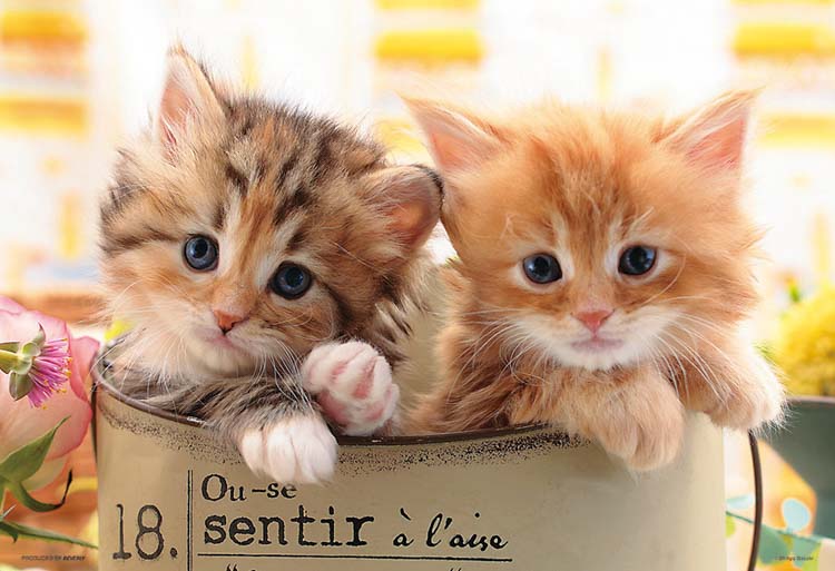 BEV-300-065 ペット・動物 しあわせにゃんこ 300ピース ［CP-CA