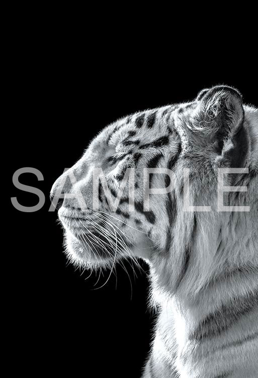 EPO-71-687 ペット・動物 The Zoological Garden ～言葉のない対話