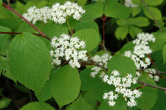 ミヤマガマズミ（ガマズミ科）｜素人植物図鑑