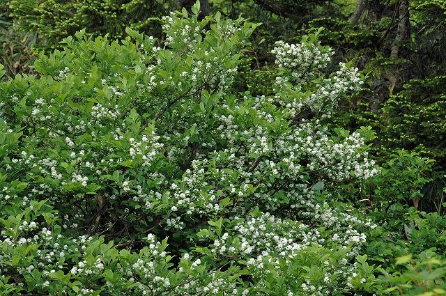 サワフタギ（ハイノキ科）｜素人植物図鑑