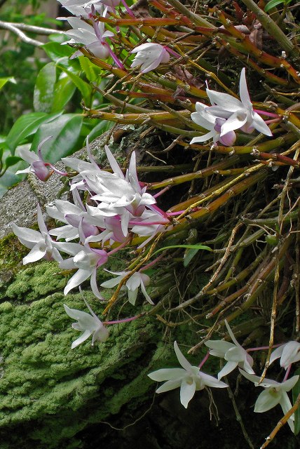 セッコク（ラン科）｜素人植物図鑑