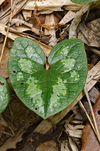 タマノカンアオイ（ウマノスズクサ科）｜素人植物図鑑