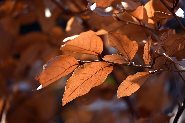 ヤマコウバシ（クスノキ科）｜素人植物図鑑