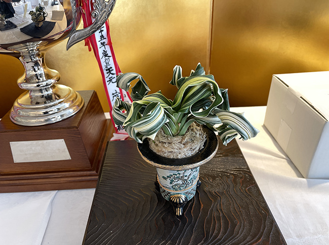 第53回信州おもと美術展 of オモトを楽しむ！