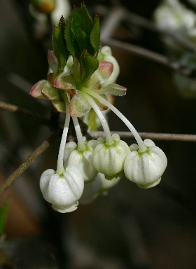 四季の山野草（ドウダンツツジ）