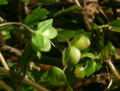 四季の山野草（タチイヌノフグリ）